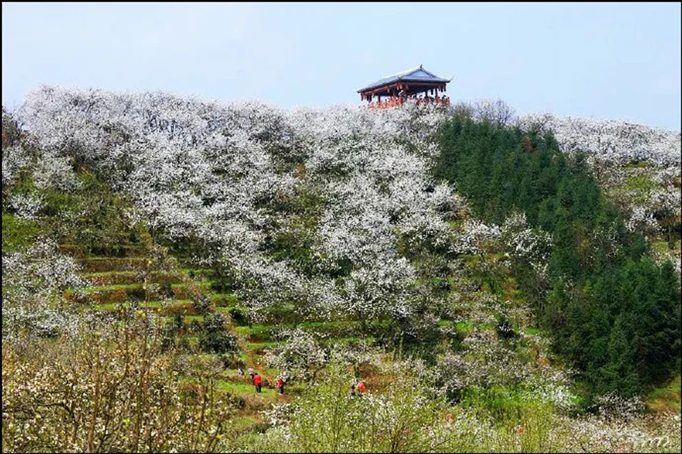 【春天，广西桂林灌阳县向您发出邀请！】我们在灌阳看梨花 - 游山玩水 - 东营生活社区 - 东营28生活网 dy.28life.net