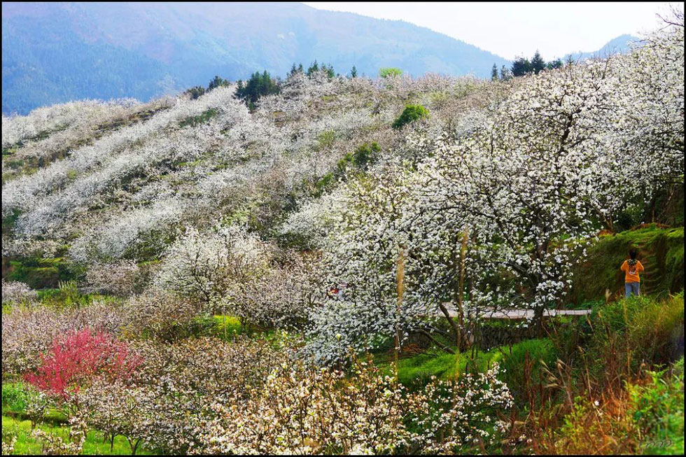 【春天，广西桂林灌阳县向您发出邀请！】我们在灌阳看梨花 - 游山玩水 - 东营生活社区 - 东营28生活网 dy.28life.net