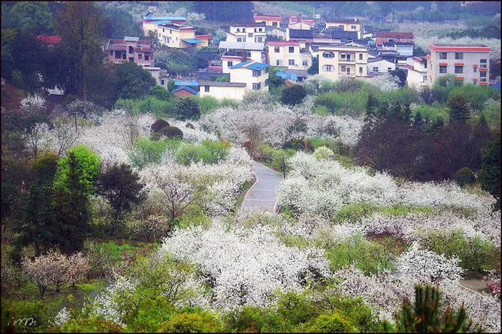 【春天，广西桂林灌阳县向您发出邀请！】我们在灌阳看梨花 - 游山玩水 - 东营生活社区 - 东营28生活网 dy.28life.net