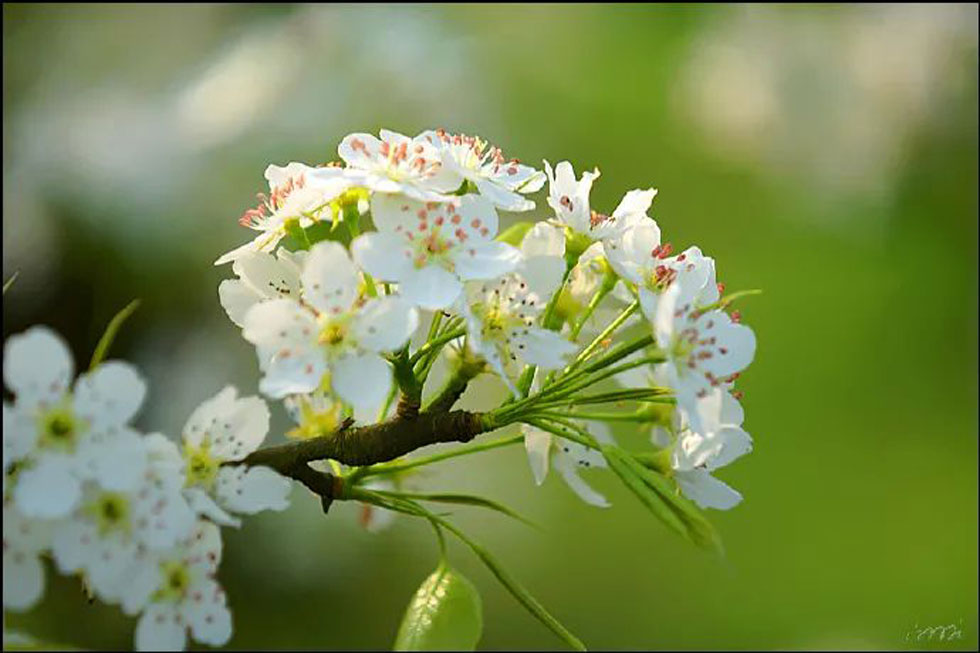 【春天，广西桂林灌阳县向您发出邀请！】我们在灌阳看梨花 - 游山玩水 - 东营生活社区 - 东营28生活网 dy.28life.net