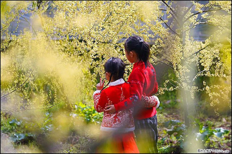 【春天，广西桂林灌阳县向您发出邀请！】米珠山前有片山苍子花在飘香 - 游山玩水 - 东营生活社区 - 东营28生活网 dy.28life.net