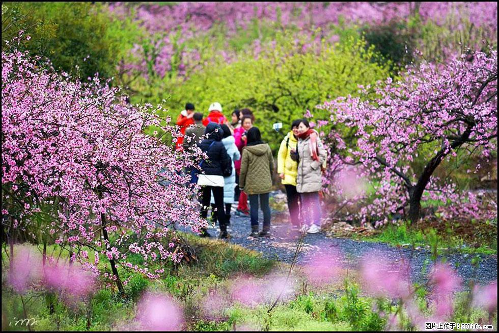 【春天，广西桂林灌阳县向您发出邀请！】官庄村有个醉美的桃花园 - 游山玩水 - 东营生活社区 - 东营28生活网 dy.28life.net