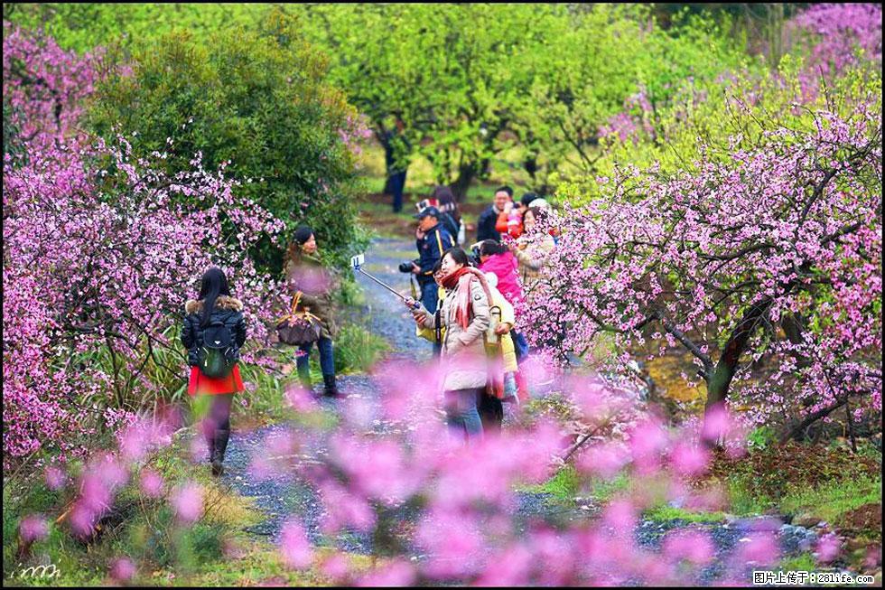 【春天，广西桂林灌阳县向您发出邀请！】官庄村有个醉美的桃花园 - 游山玩水 - 东营生活社区 - 东营28生活网 dy.28life.net