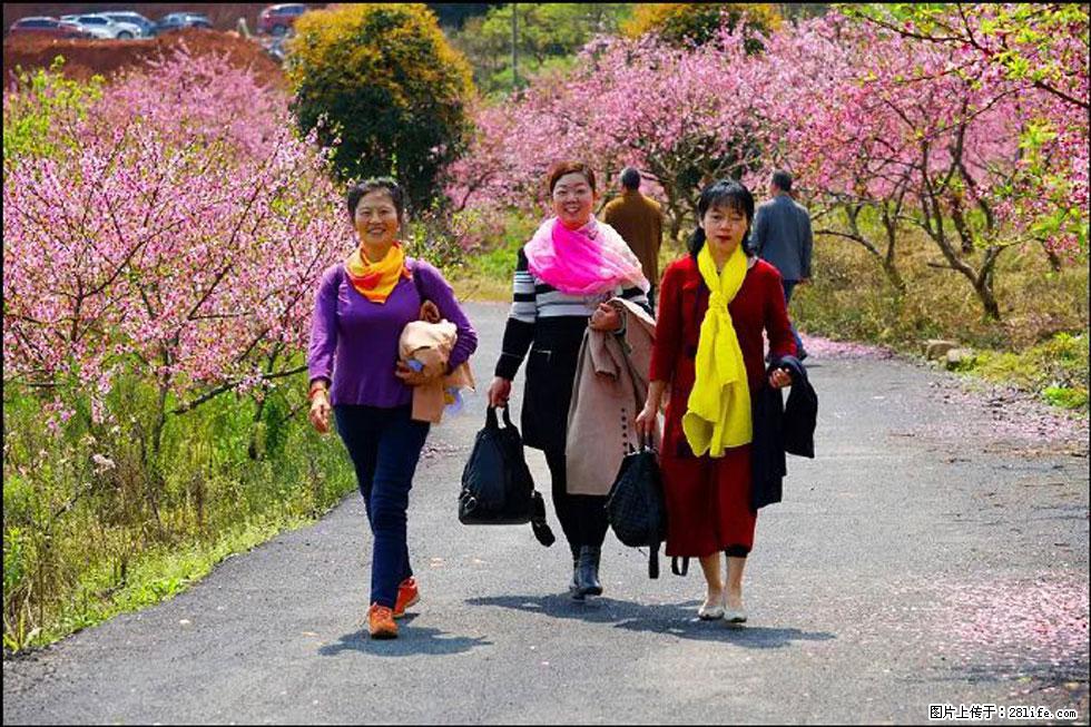 【春天，广西桂林灌阳县向您发出邀请！】官庄村有个醉美的桃花园 - 游山玩水 - 东营生活社区 - 东营28生活网 dy.28life.net