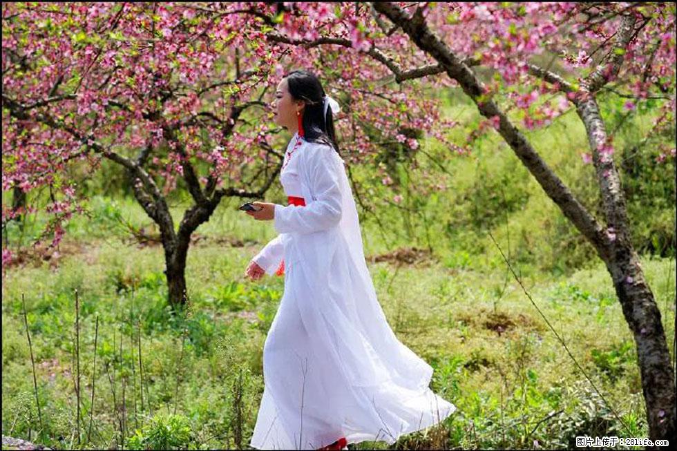 【春天，广西桂林灌阳县向您发出邀请！】官庄村有个醉美的桃花园 - 游山玩水 - 东营生活社区 - 东营28生活网 dy.28life.net