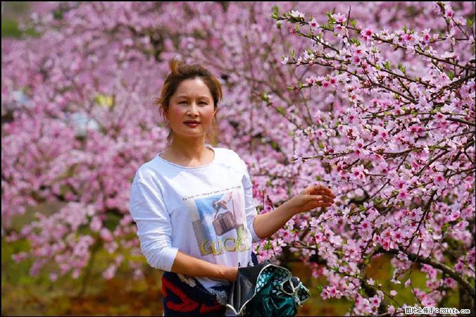 【春天，广西桂林灌阳县向您发出邀请！】官庄村有个醉美的桃花园 - 游山玩水 - 东营生活社区 - 东营28生活网 dy.28life.net