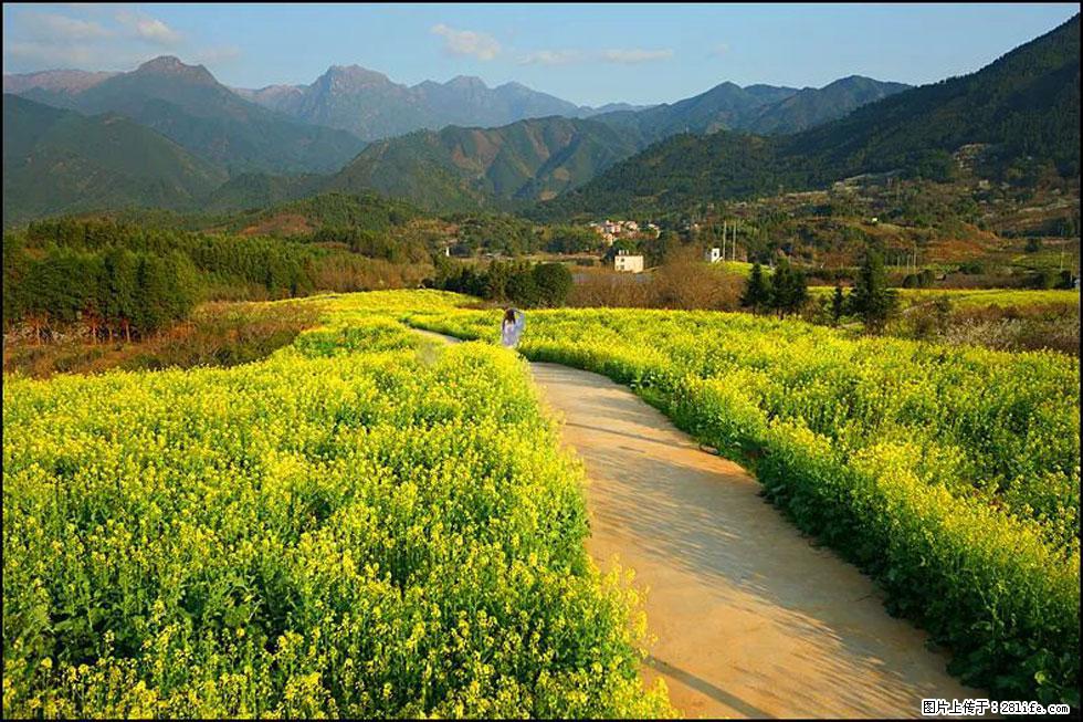 【春天，广西桂林灌阳县向您发出邀请！】长坪村油菜盛情花开 - 游山玩水 - 东营生活社区 - 东营28生活网 dy.28life.net