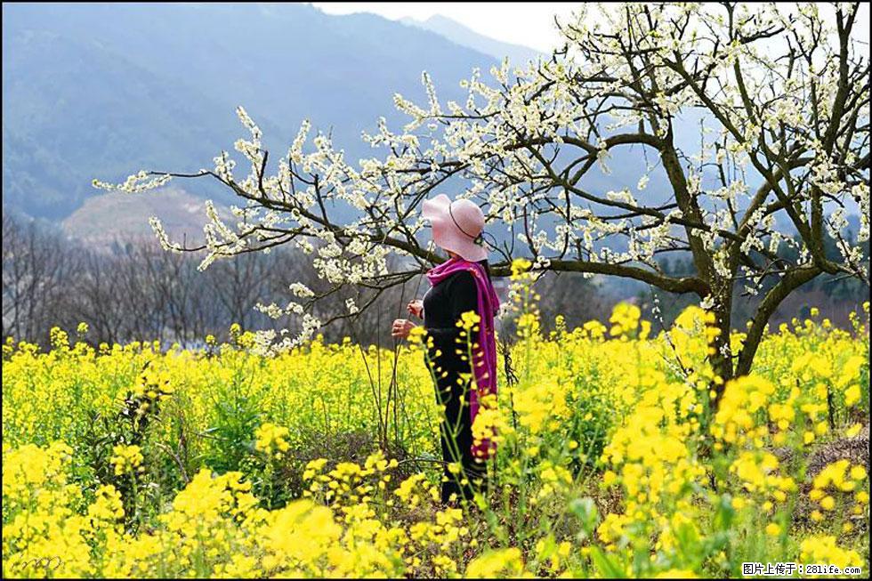 【春天，广西桂林灌阳县向您发出邀请！】长坪村油菜盛情花开 - 游山玩水 - 东营生活社区 - 东营28生活网 dy.28life.net