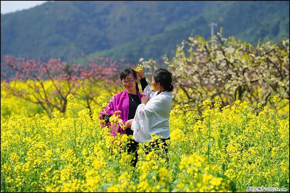 【春天，广西桂林灌阳县向您发出邀请！】长坪村油菜盛情花开 - 游山玩水 - 东营生活社区 - 东营28生活网 dy.28life.net