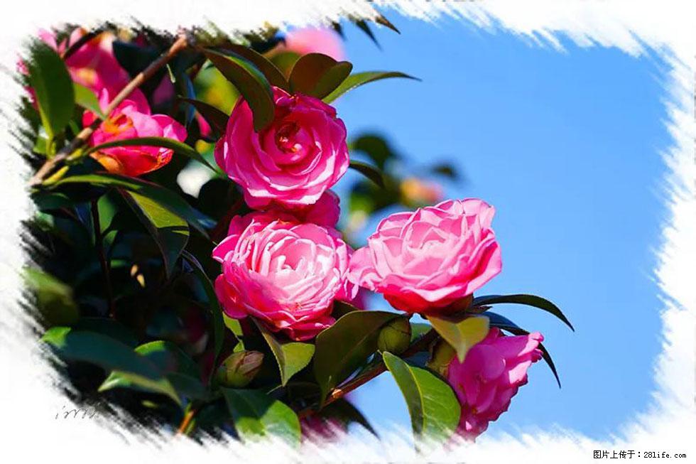 【春天，广西桂林灌阳县向您发出邀请！】杨柳井茶花惹人爱 - 游山玩水 - 东营生活社区 - 东营28生活网 dy.28life.net