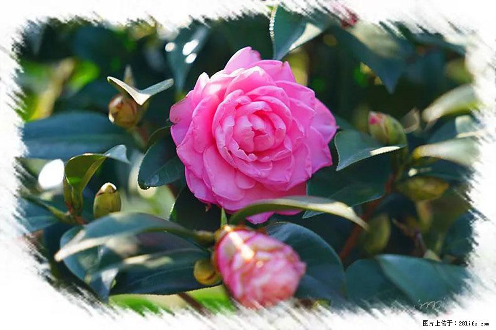 【春天，广西桂林灌阳县向您发出邀请！】杨柳井茶花惹人爱 - 游山玩水 - 东营生活社区 - 东营28生活网 dy.28life.net