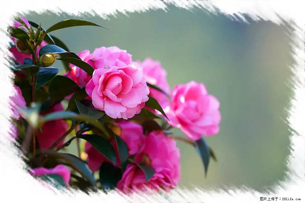 【春天，广西桂林灌阳县向您发出邀请！】杨柳井茶花惹人爱 - 游山玩水 - 东营生活社区 - 东营28生活网 dy.28life.net