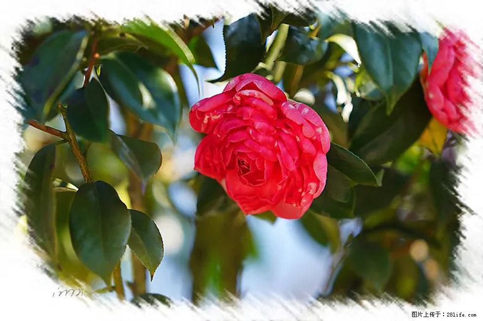 【春天，广西桂林灌阳县向您发出邀请！】杨柳井茶花惹人爱 - 游山玩水 - 东营生活社区 - 东营28生活网 dy.28life.net