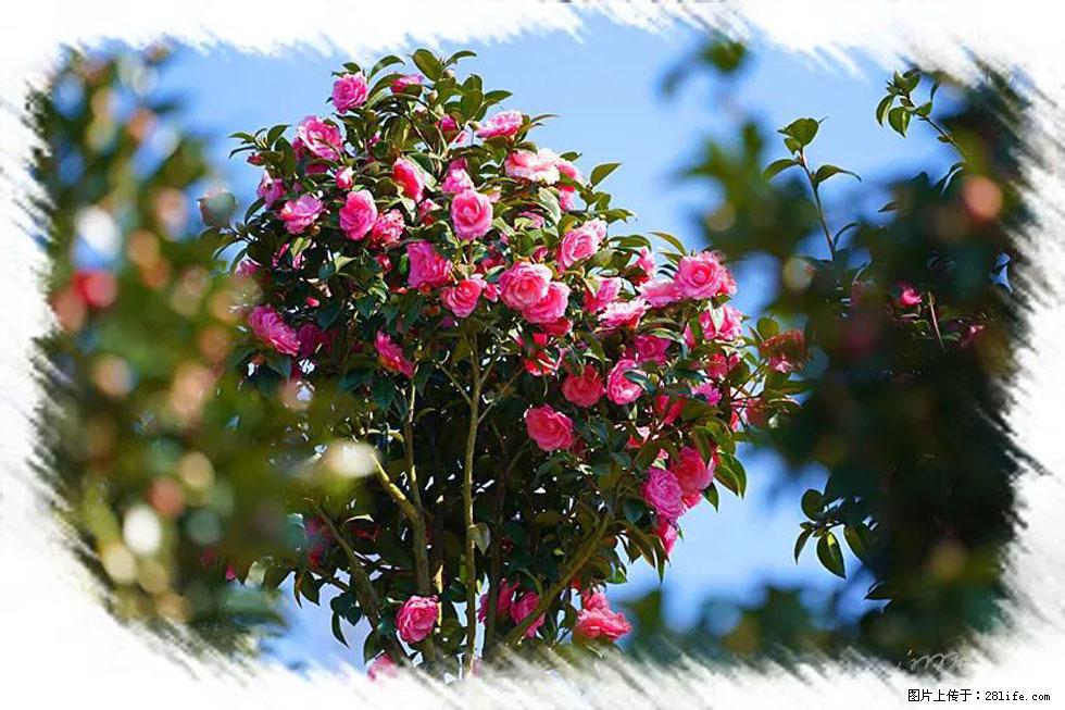 【春天，广西桂林灌阳县向您发出邀请！】杨柳井茶花惹人爱 - 游山玩水 - 东营生活社区 - 东营28生活网 dy.28life.net