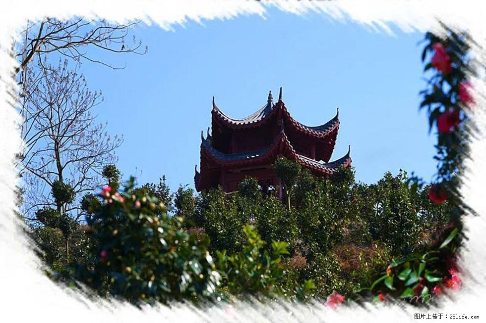 【春天，广西桂林灌阳县向您发出邀请！】杨柳井茶花惹人爱 - 游山玩水 - 东营生活社区 - 东营28生活网 dy.28life.net