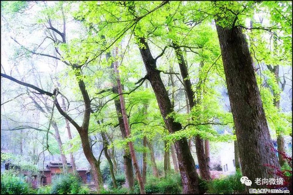 【春天，广西桂林灌阳县向您发出邀请！】在小龙村与春天约会 - 游山玩水 - 东营生活社区 - 东营28生活网 dy.28life.net