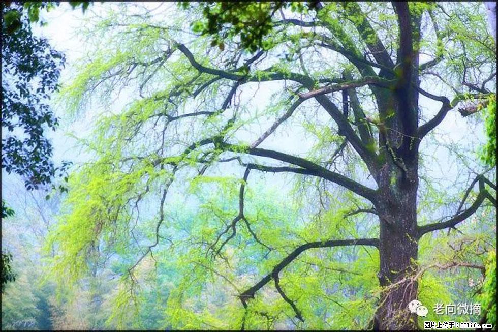 【春天，广西桂林灌阳县向您发出邀请！】在小龙村与春天约会 - 游山玩水 - 东营生活社区 - 东营28生活网 dy.28life.net