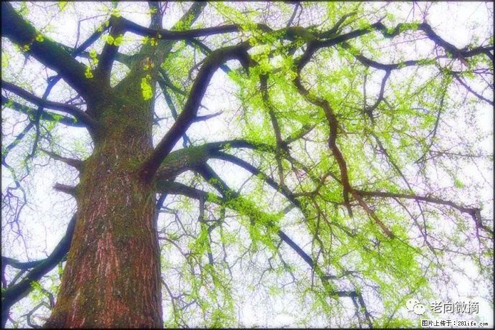 【春天，广西桂林灌阳县向您发出邀请！】在小龙村与春天约会 - 游山玩水 - 东营生活社区 - 东营28生活网 dy.28life.net