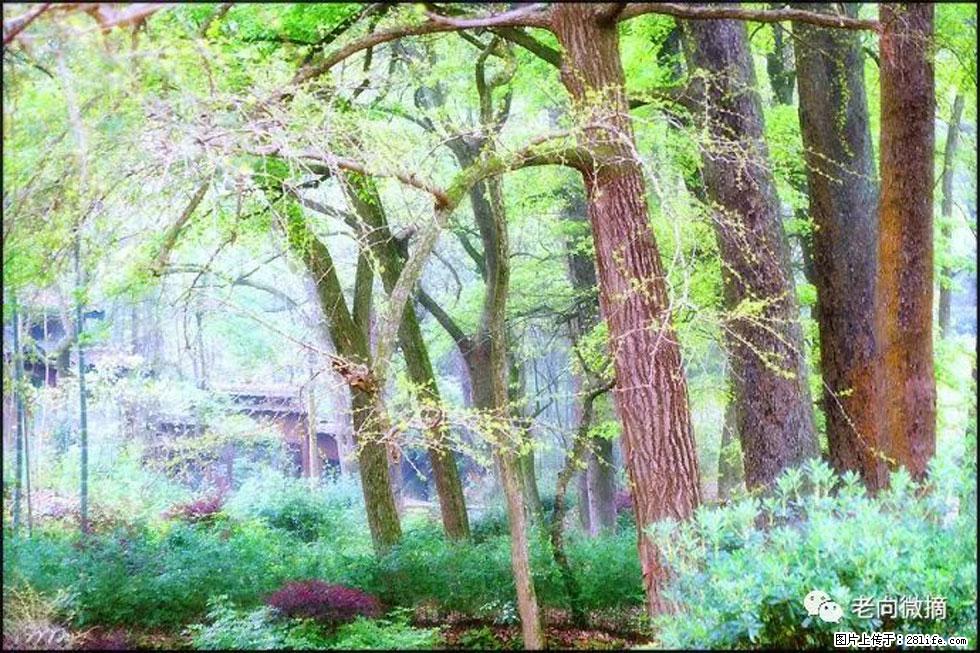 【春天，广西桂林灌阳县向您发出邀请！】在小龙村与春天约会 - 游山玩水 - 东营生活社区 - 东营28生活网 dy.28life.net