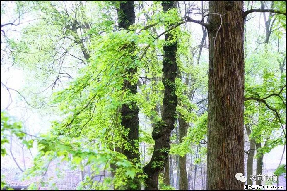 【春天，广西桂林灌阳县向您发出邀请！】在小龙村与春天约会 - 游山玩水 - 东营生活社区 - 东营28生活网 dy.28life.net