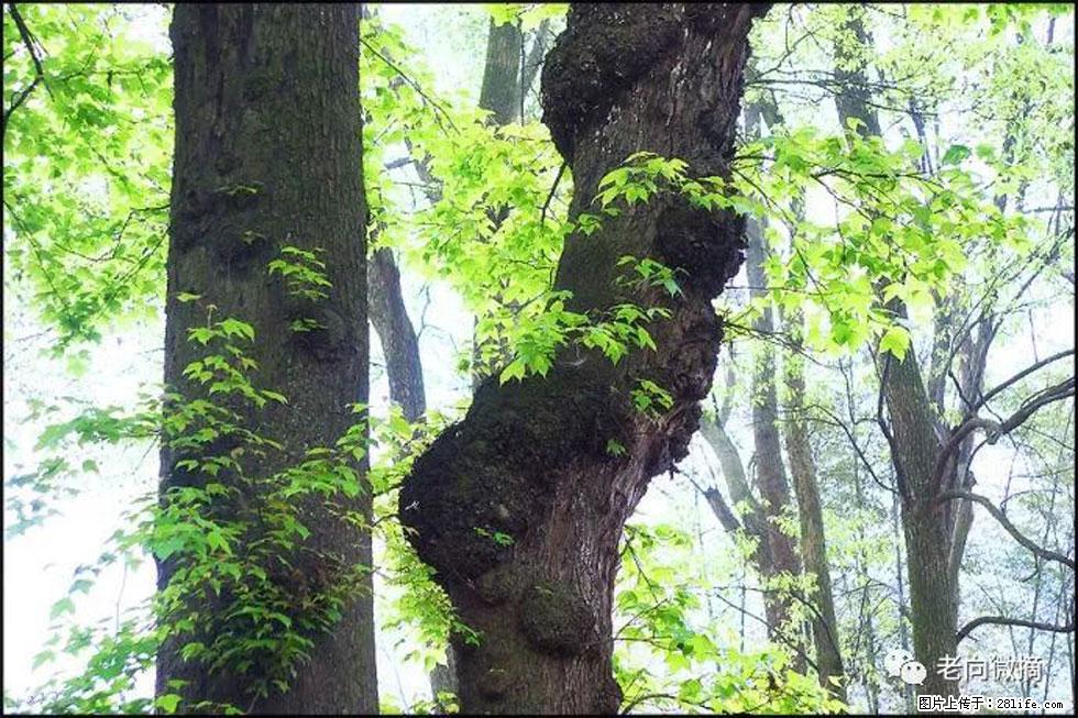 【春天，广西桂林灌阳县向您发出邀请！】在小龙村与春天约会 - 游山玩水 - 东营生活社区 - 东营28生活网 dy.28life.net