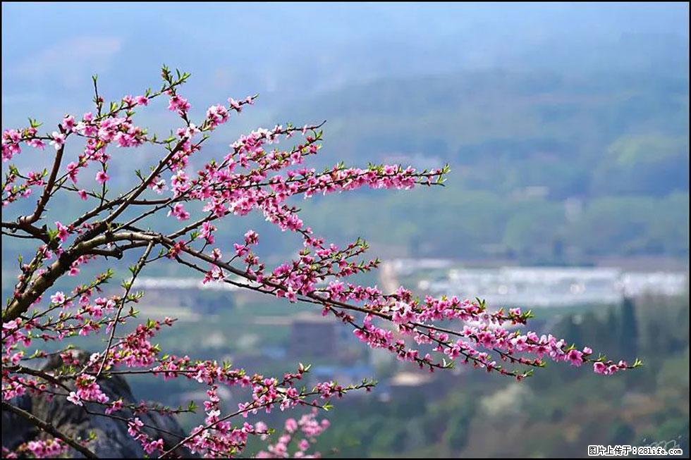 【春天，广西桂林灌阳县向您发出邀请！】望月岭上桃花开 - 游山玩水 - 东营生活社区 - 东营28生活网 dy.28life.net