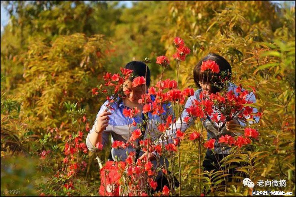 【春天，广西桂林灌阳县向您发出邀请！】登麒麟山，相约映山红 - 游山玩水 - 东营生活社区 - 东营28生活网 dy.28life.net