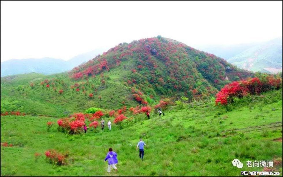 【春天，广西桂林灌阳县向您发出邀请！】宝盖山上映山红 - 游山玩水 - 东营生活社区 - 东营28生活网 dy.28life.net