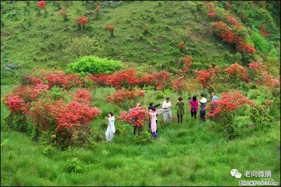 【春天，广西桂林灌阳县向您发出邀请！】宝盖山上映山红 - 游山玩水 - 东营生活社区 - 东营28生活网 dy.28life.net