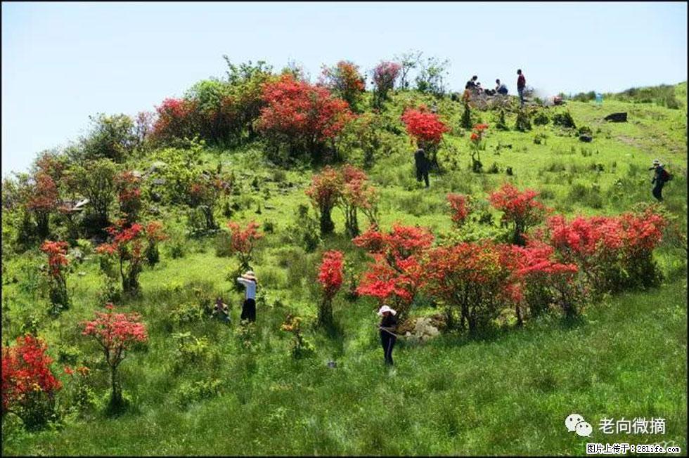 【春天，广西桂林灌阳县向您发出邀请！】宝盖山上映山红 - 游山玩水 - 东营生活社区 - 东营28生活网 dy.28life.net