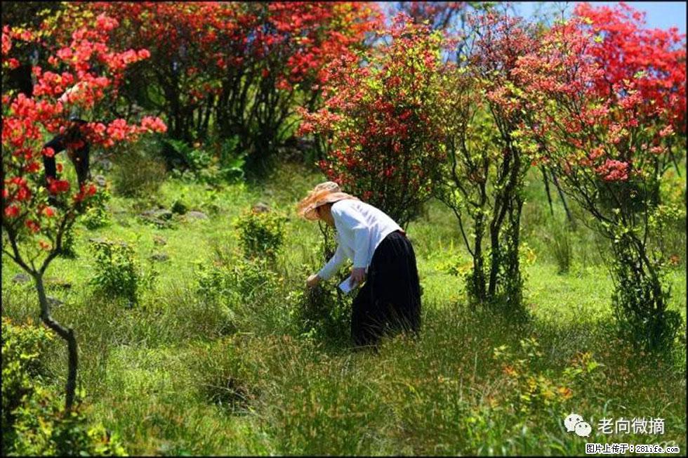 【春天，广西桂林灌阳县向您发出邀请！】宝盖山上映山红 - 游山玩水 - 东营生活社区 - 东营28生活网 dy.28life.net