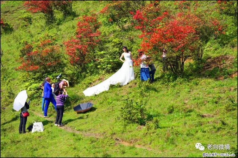 【春天，广西桂林灌阳县向您发出邀请！】宝盖山上映山红 - 游山玩水 - 东营生活社区 - 东营28生活网 dy.28life.net