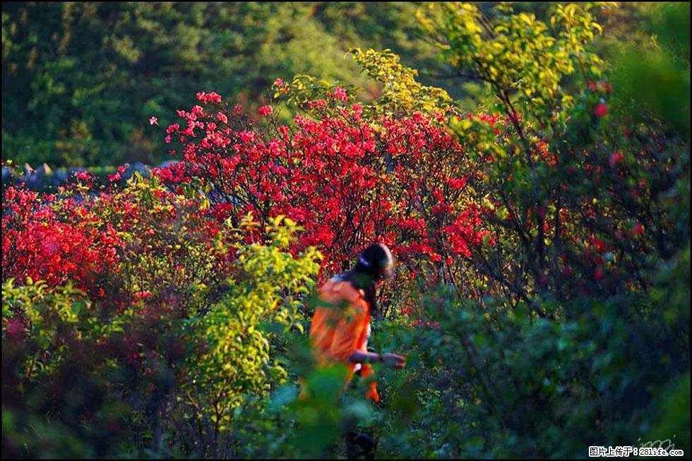 【春天，广西桂林灌阳县向您发出邀请！】春木界上映山红 - 游山玩水 - 东营生活社区 - 东营28生活网 dy.28life.net