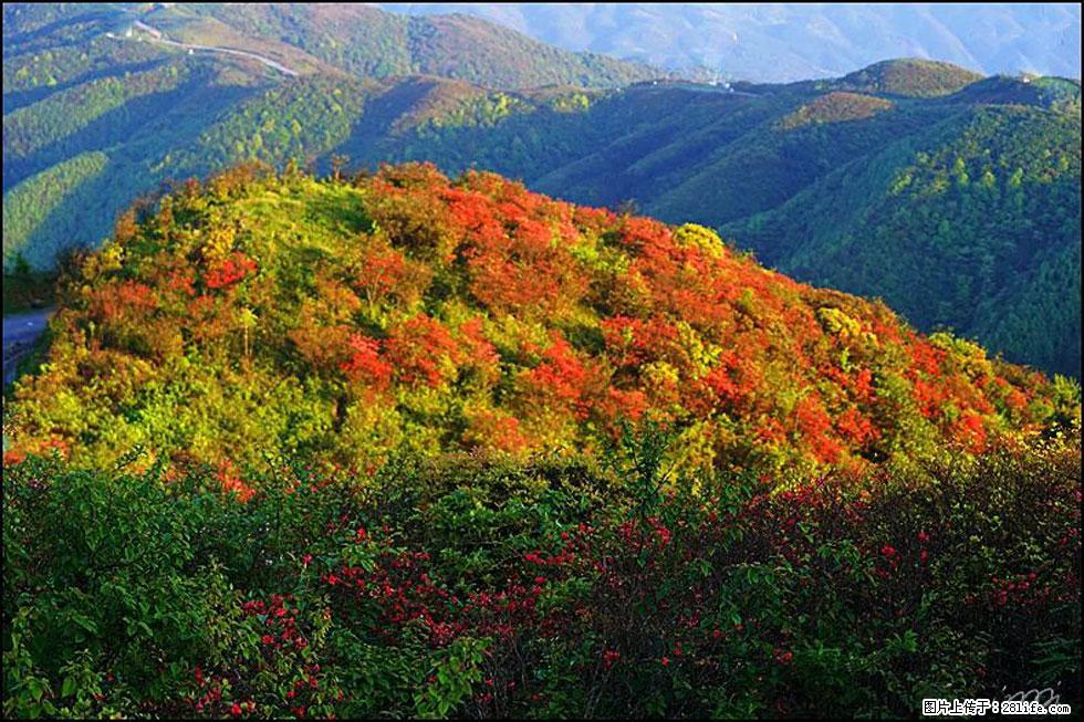 【春天，广西桂林灌阳县向您发出邀请！】春木界上映山红 - 游山玩水 - 东营生活社区 - 东营28生活网 dy.28life.net