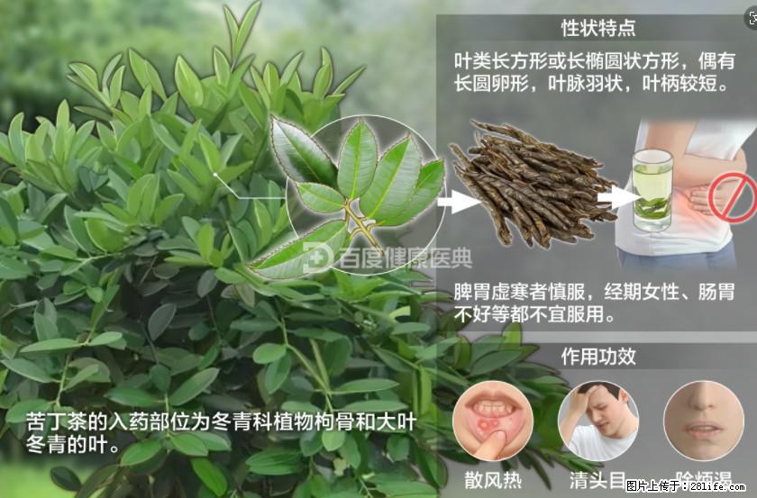 苦丁茶有哪些功效和作用 - 生活百科 - 东营生活社区 - 东营28生活网 dy.28life.net