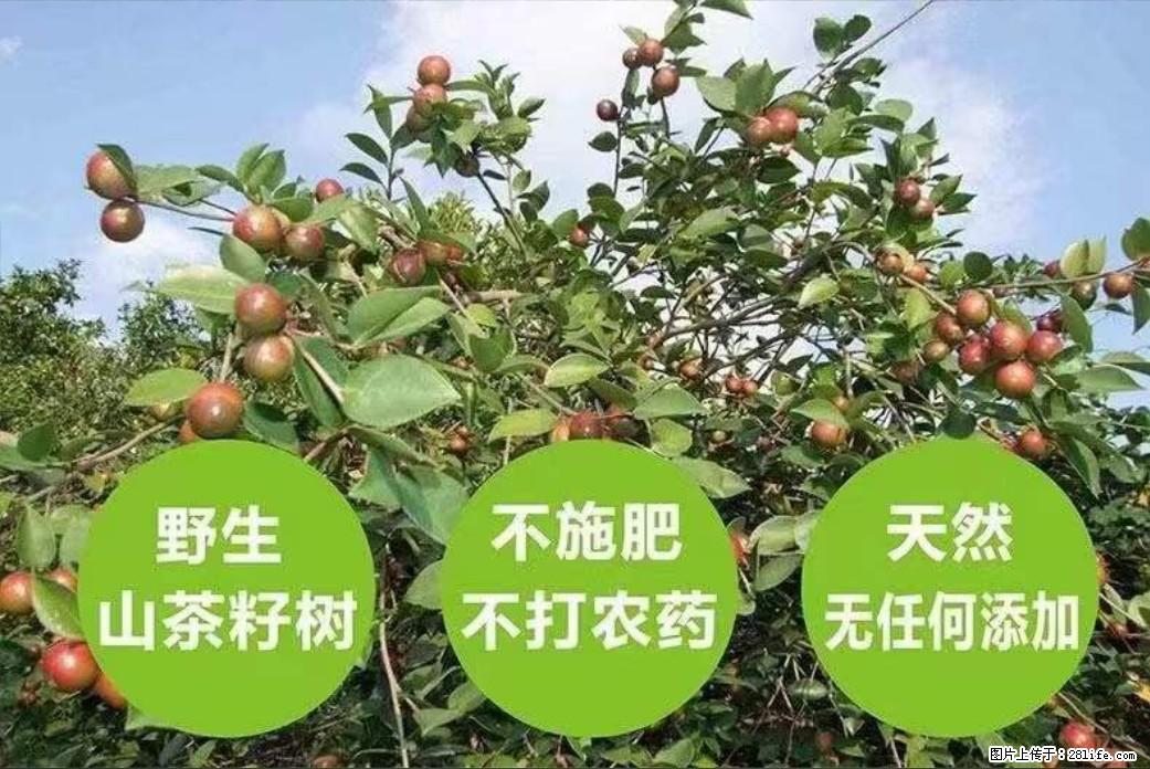 【灌阳县油茶产业示范区】一个有着充实的精神生活的人，对待身外之物自会有一种淡泊的态度 - 美食天地 - 东营生活社区 - 东营28生活网 dy.28life.net
