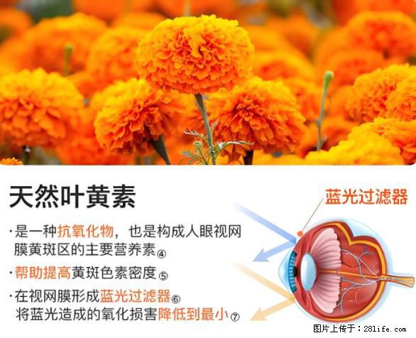 叶黄素有什么功效和作用 - 生活百科 - 东营生活社区 - 东营28生活网 dy.28life.net