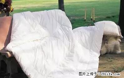 被子有异味？只要这样做，比晒太阳还强100倍！ - 家居生活 - 东营生活社区 - 东营28生活网 dy.28life.net