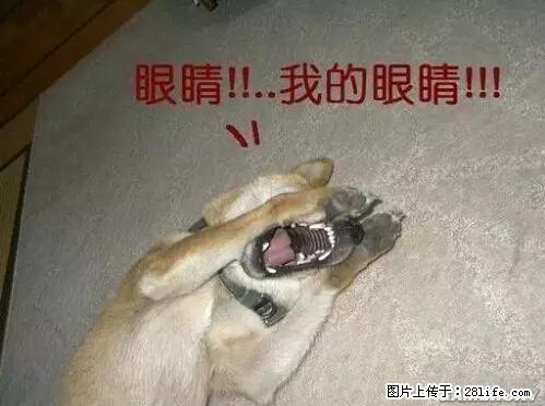 笑癫了！一女的怀孕三年未生，他终于忍不住了... - 娱乐八卦 - 东营生活社区 - 东营28生活网 dy.28life.net