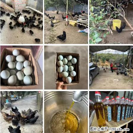 油茶园从小鸡仔开始养起的纯土鸡、土鸡蛋可以预定啦！还有前几天刚榨的纯山茶油哦 - 土特产 - 饮食特产 - 东营分类信息 - 东营28生活网 dy.28life.net