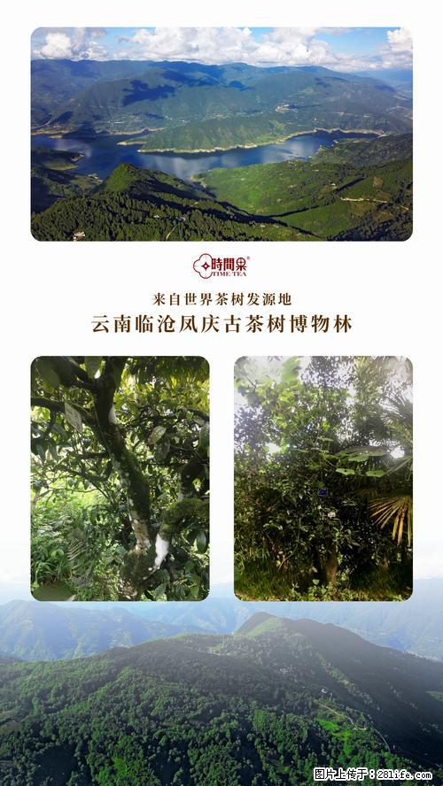 时间果百年古树2025年春红茶 - 购物交流 - 东营生活社区 - 东营28生活网 dy.28life.net