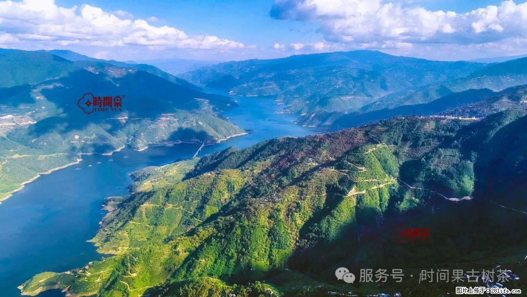 时间果百年古树龙珠普洱生茶 - 购物交流 - 东营生活社区 - 东营28生活网 dy.28life.net