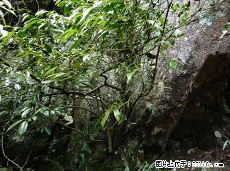 平乐石崖茶,珍贵仅次于金花茶 - 东营生活资讯 - 东营28生活网 dy.28life.net