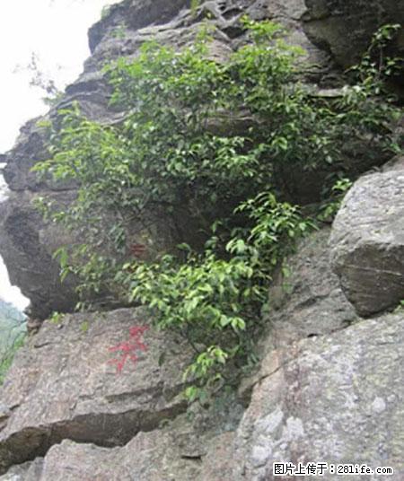 平乐石崖茶,珍贵仅次于金花茶 - 东营生活资讯 - 东营28生活网 dy.28life.net