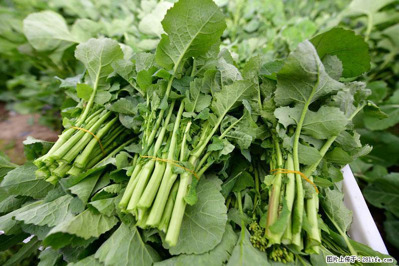 这些蔬菜是“天然钙片”，这6种被医生重点推荐 - 东营生活资讯 - 东营28生活网 dy.28life.net